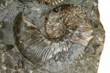 Wide Fossil Ammonite Cluster - South Dakota #137271-2